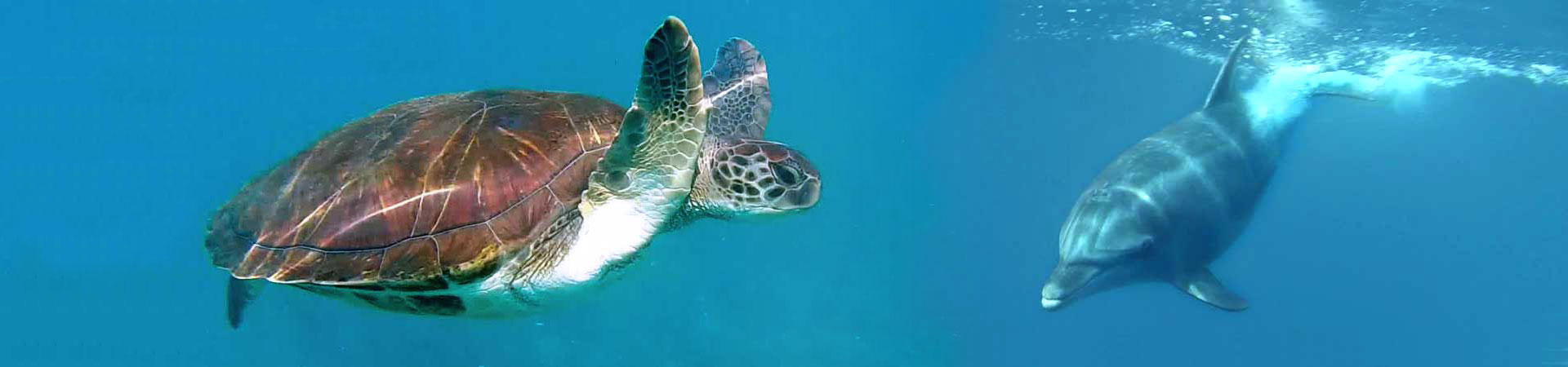 https://www.goodmorningtenerife.com/wp-content/uploads/2015/02/04_tenerife-snorkelling-kayaking_slide-1920x4501.jpg