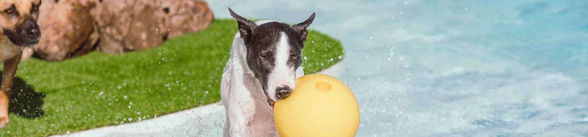 https://www.goodmorningtenerife.com/wp-content/uploads/2017/03/02_slide_mascots-pet-resort-1920x450-good-morning-tenerife.jpg