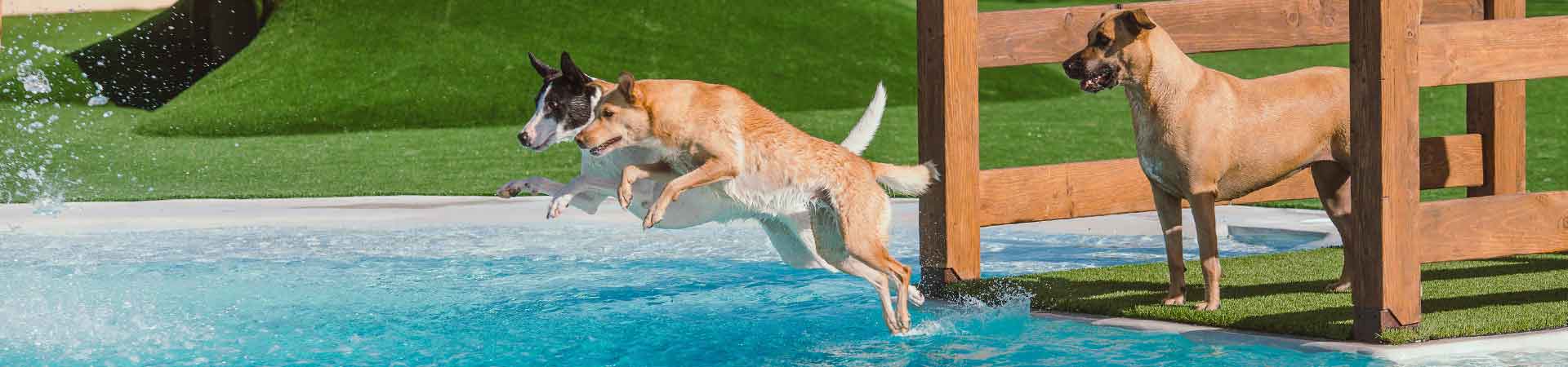 https://www.goodmorningtenerife.com/wp-content/uploads/2017/03/03_slide_mascots-pet-resort-1920x450-good-morning-tenerife.jpg